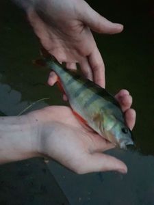 European Perch