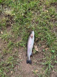 Rainbow Trout