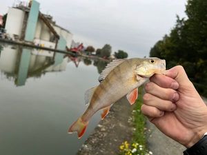 Yellow Perch