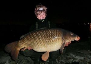 Common Carp