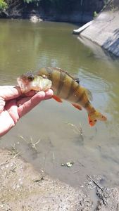 European Perch