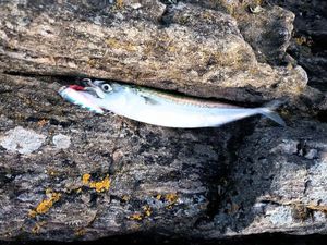 Mackerel