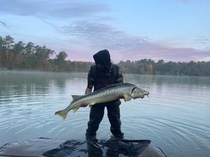 Sturgeon
