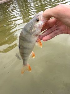 European Perch