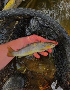 Brown Trout