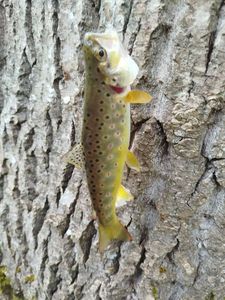 Brown Trout