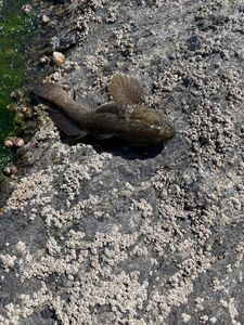 Giant Goby