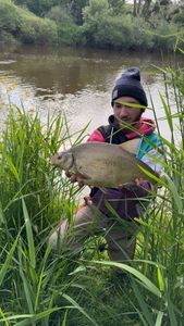 Common Bream