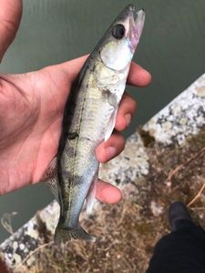 Zander