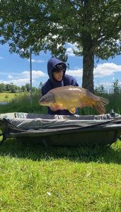 Mirror Carp