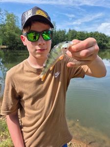 European Perch