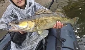 Zander