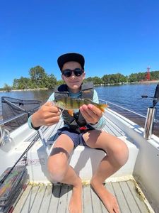 European Perch