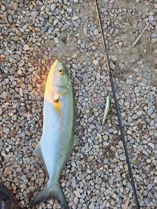 Bluefish
