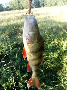 European Perch