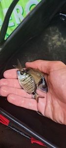Common Two-Banded Seabream