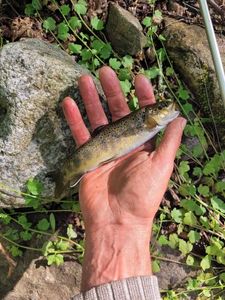 Brown Trout