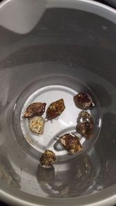 Pourpre bouche de sang