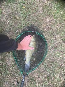 Tench