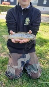 Brown Trout