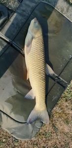 Grass Carp