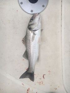 European Bass (Seabass)