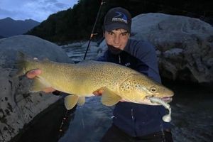 Brown Trout