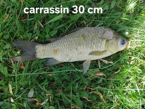 Carrassin commun
