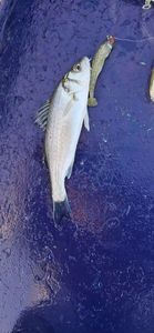 European Bass (Seabass)