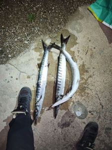 Great Barracuda