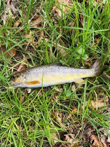 Brown Trout