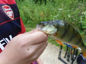 European Perch