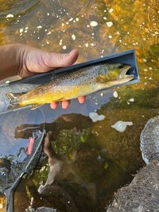 Brown Trout