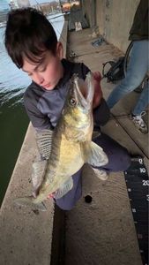 Zander
