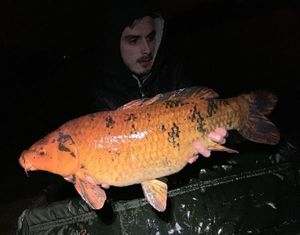 Koï Fish