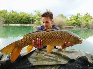 Common Carp