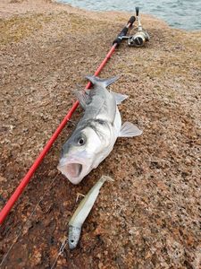 European Bass (Seabass)