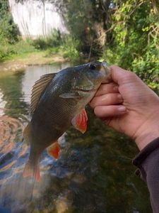 European Perch