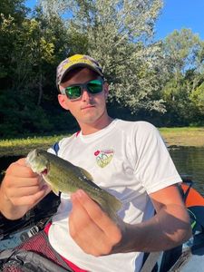 Largemouth Bass