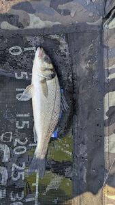 European Bass (Seabass)