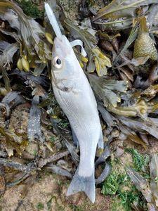 European Bass (Seabass)