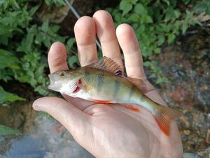 European Perch