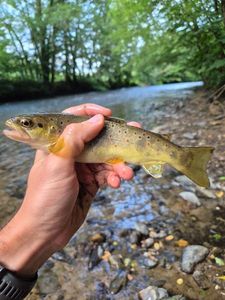 Brown Trout