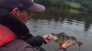 European Perch