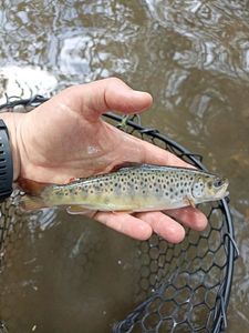 Brown Trout