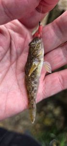 Round Goby