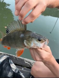 European Perch
