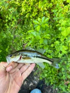 Largemouth Bass