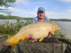Common Carp