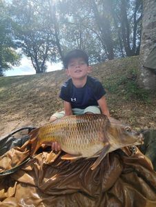 Common Carp